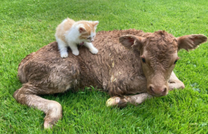 3.Platz Daniel-Pfeffer